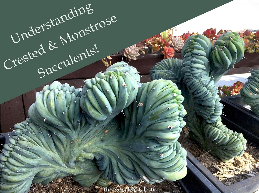 Echinopsis Cv. Chocolate Crested/Monstrose Cactus – Rare USA Seller
