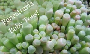 Read more about the article Species Spotlight ~ Fenestraria Baby Toes
