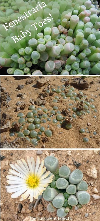 all about growing Fenestraria baby toes