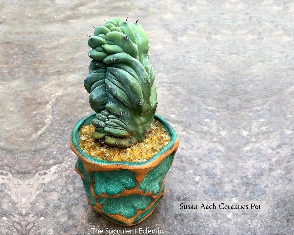 myrtillocactus cristata in a Susan Aach handmade pot