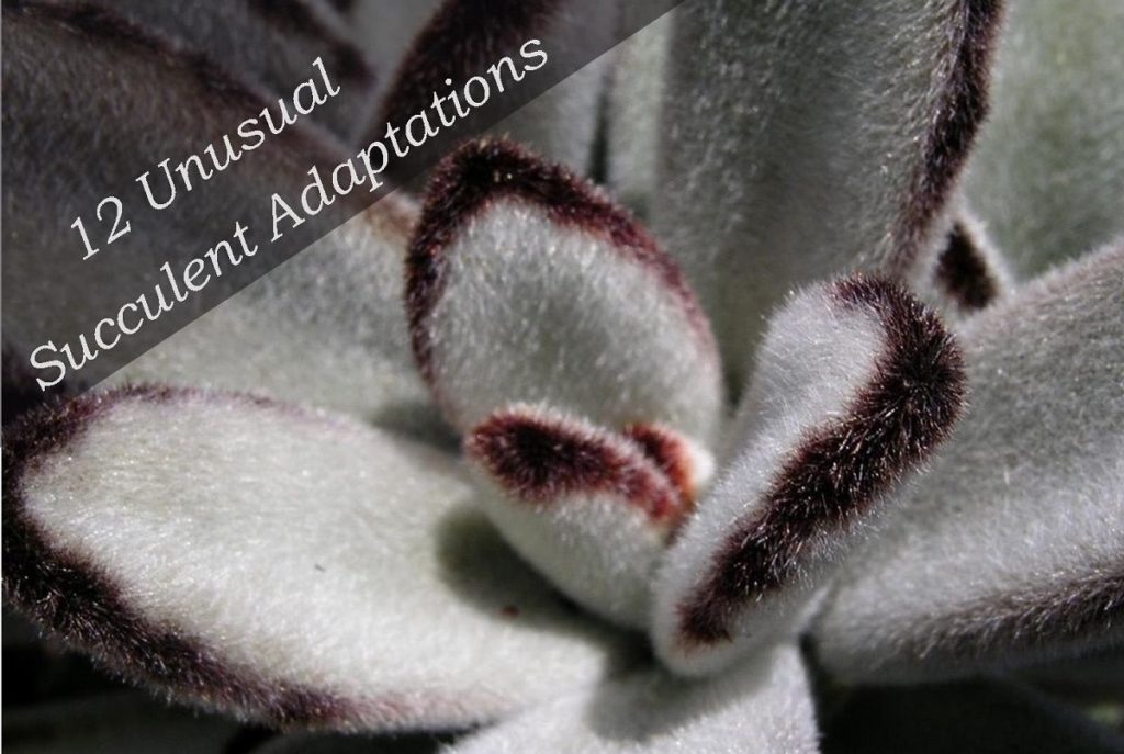 12 unusual succulent adaptations