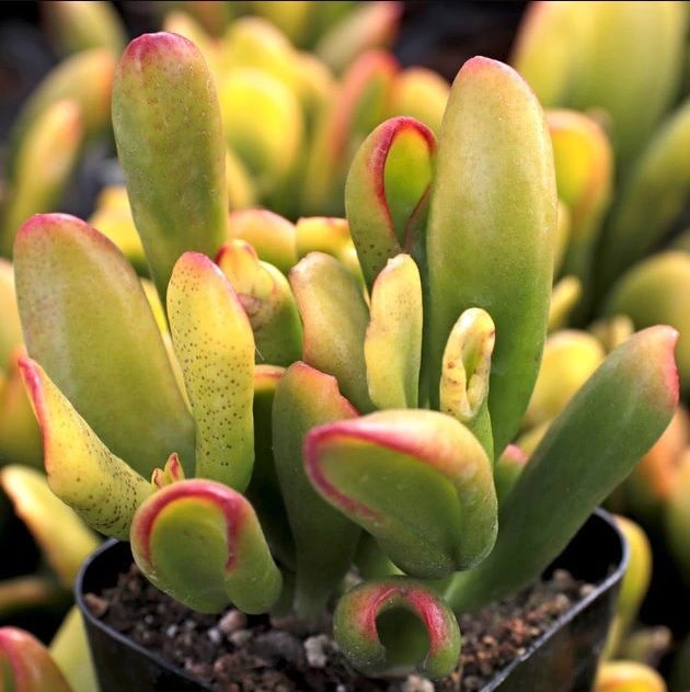 Crassula ovata 'ET's Fingers' Jade - Variegata