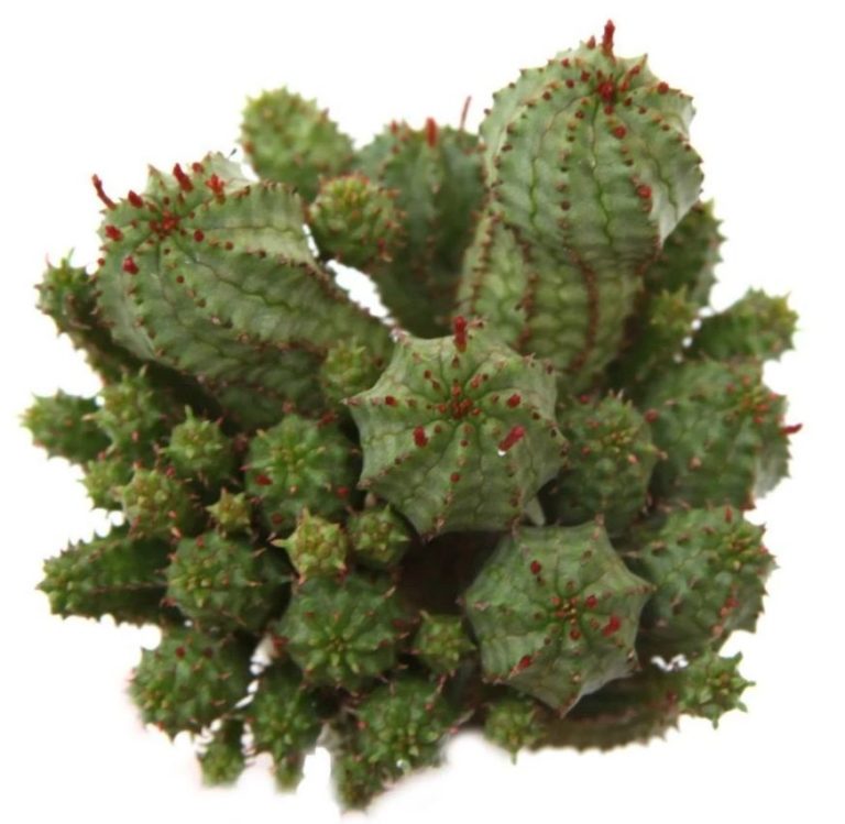 Understanding Crested Succulents & Monstrose Cactus | The Succulent ...