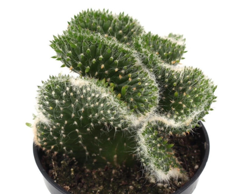 Opuntia hybrid Cristata 'Roller Coaster'