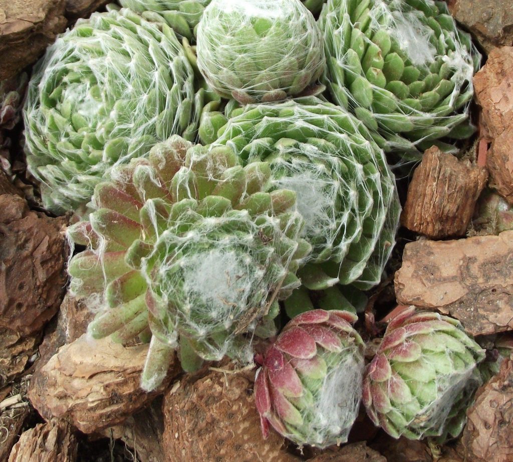 Sempervivum arachnoideum - cobweb sempervivum