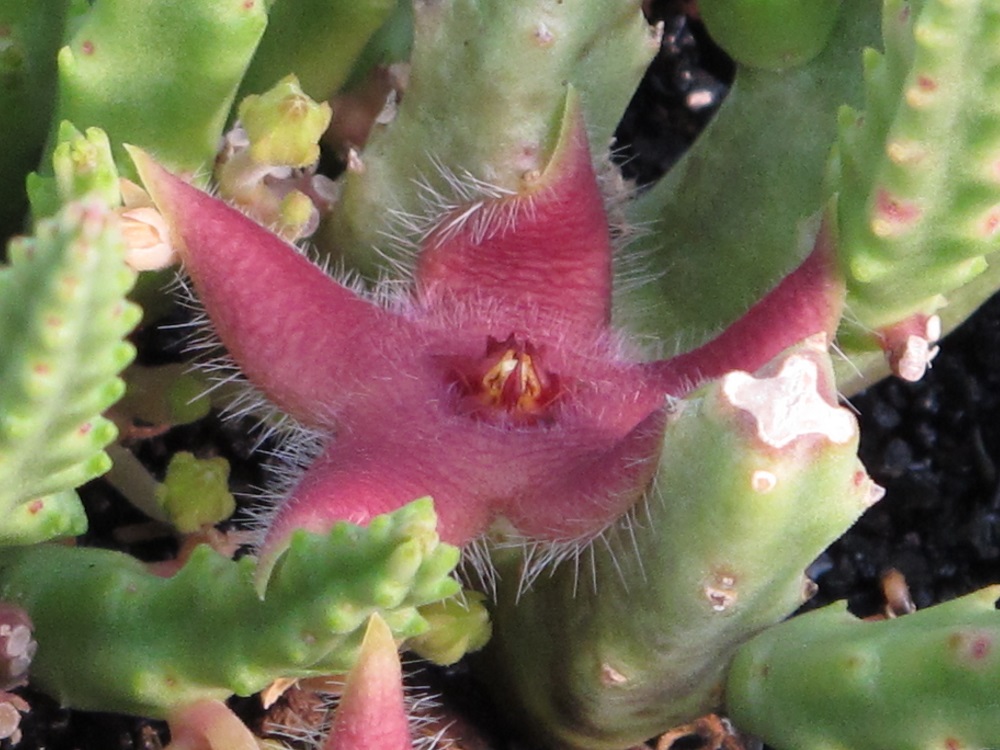 Stapelia paniculata uses unusual succulent adaptation to attract pollinators