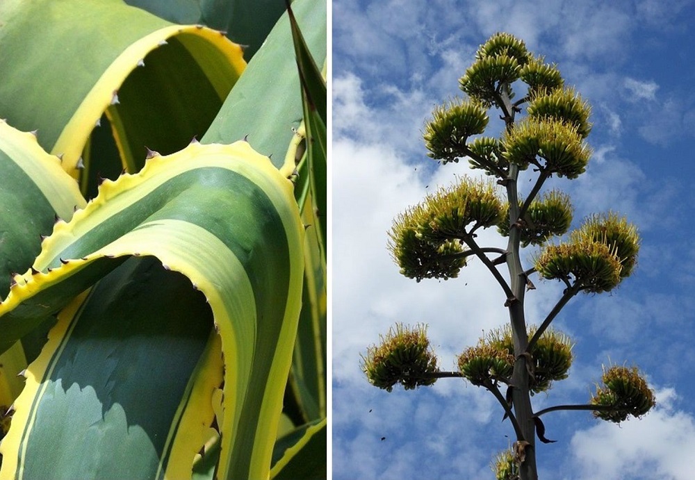 agave americana foliage and bloom spike