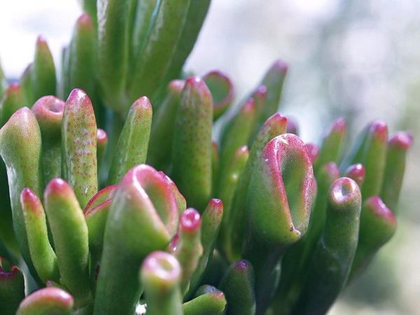 Crassula ovata - CAM photosynthesis