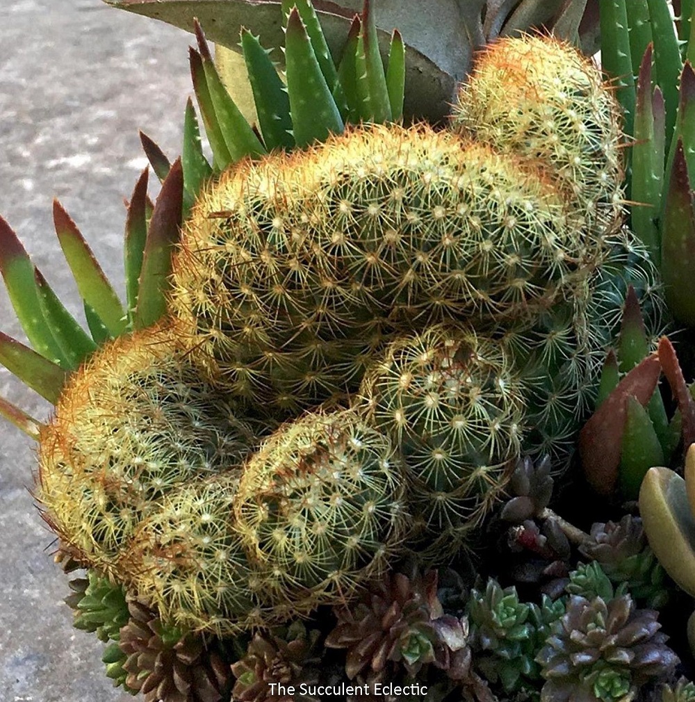 crested succulent Mamillaria elongata ‘Copper King’ cristata