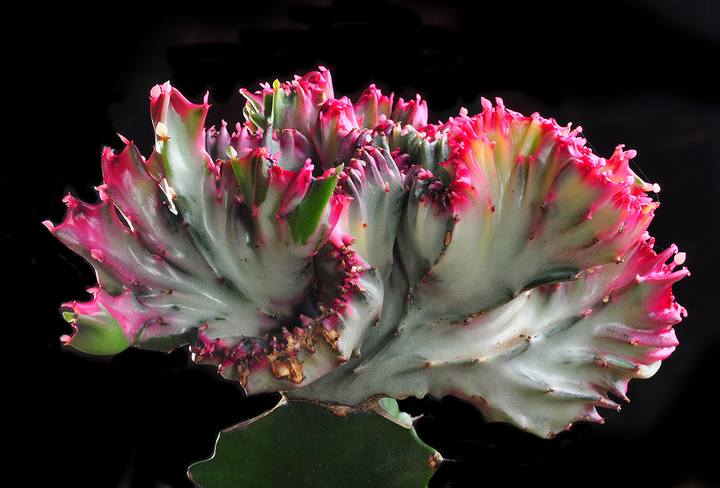 crested euphorbia grafted to a cactus rootstock