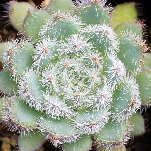 unusual succulents adaptation - hair laves Echeveria Setosa, 