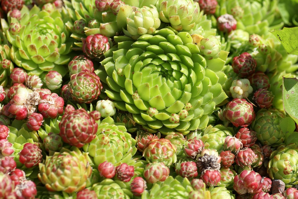 jovibarba globifera rollaway babies - an unusual succulent adaptation