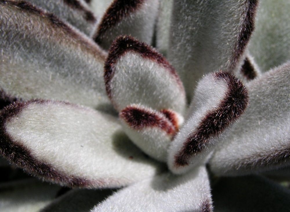 furry leaves like on Kalanchoe tomentosa silver pand - an unusual succulent adaptation