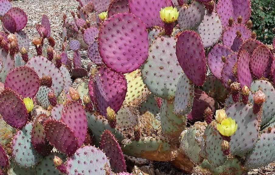 unusual succulent adaptation - oppuntia pinta rita hides from the sin