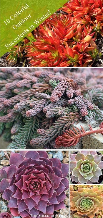 colorful outdoor succulents