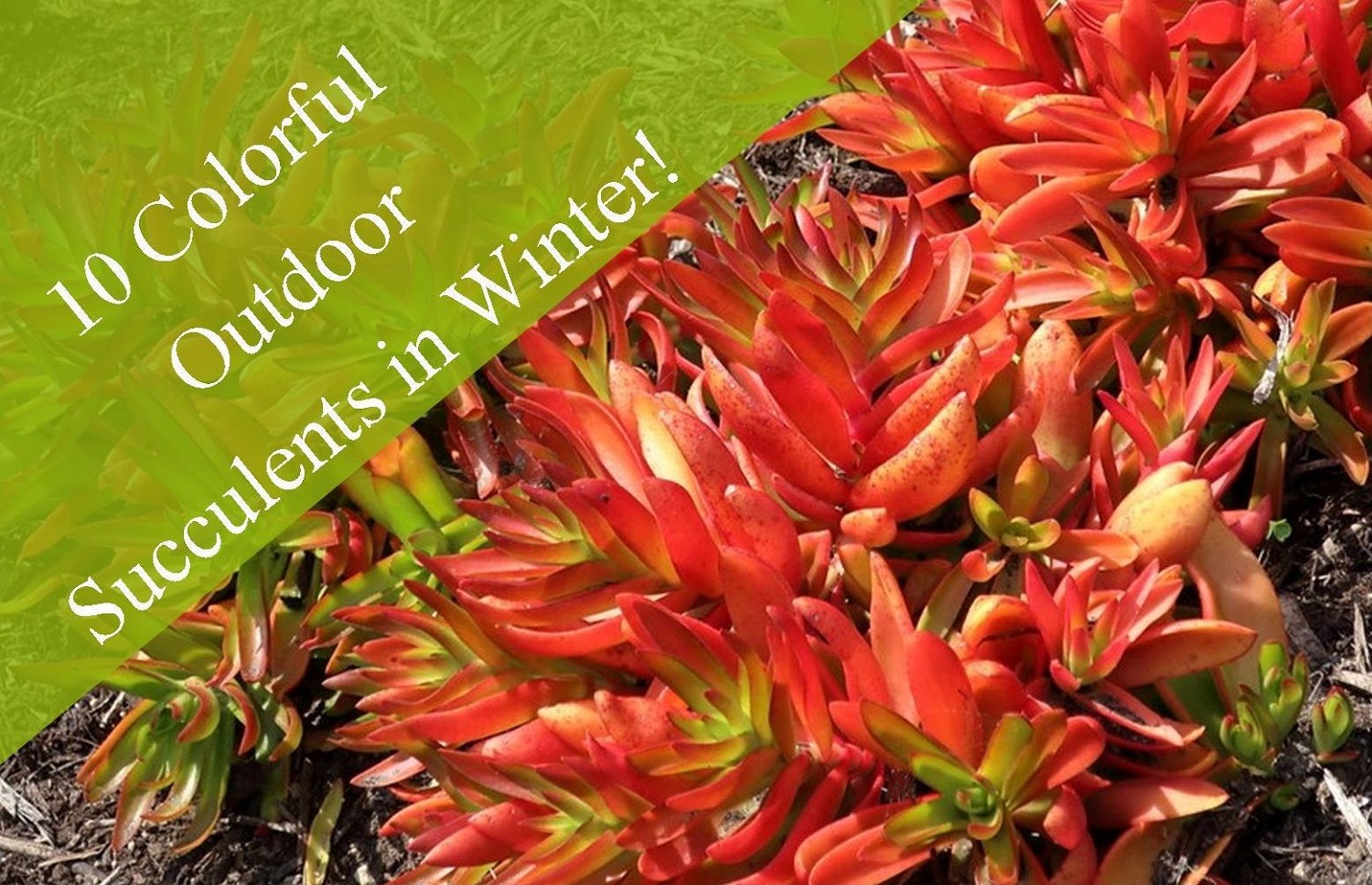 Read more about the article 10 Outdoor Succulents for Winter Color!