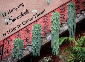 Read more about the article 12 Hanging Succulents You Can Grow (I promise!)
