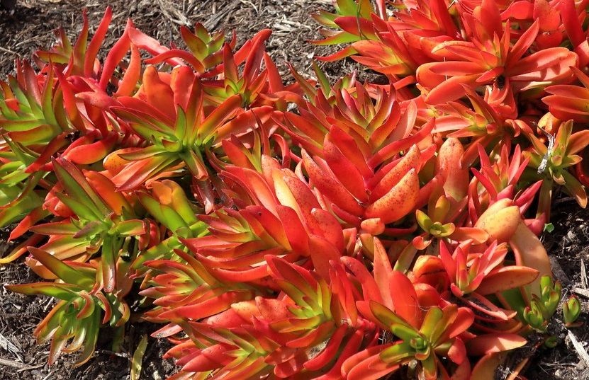 crassula campfire displays vivid stress coloring