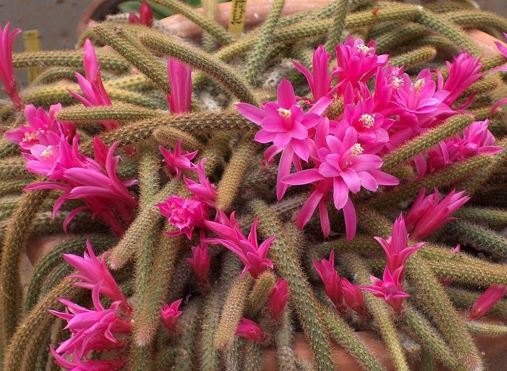 hanging cactus Disocactus flagelliformis — Rat Tail Cactus