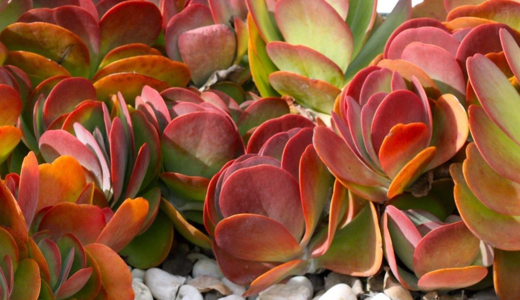 kalanchoe luciae flapjacks demonstrating winter coloring