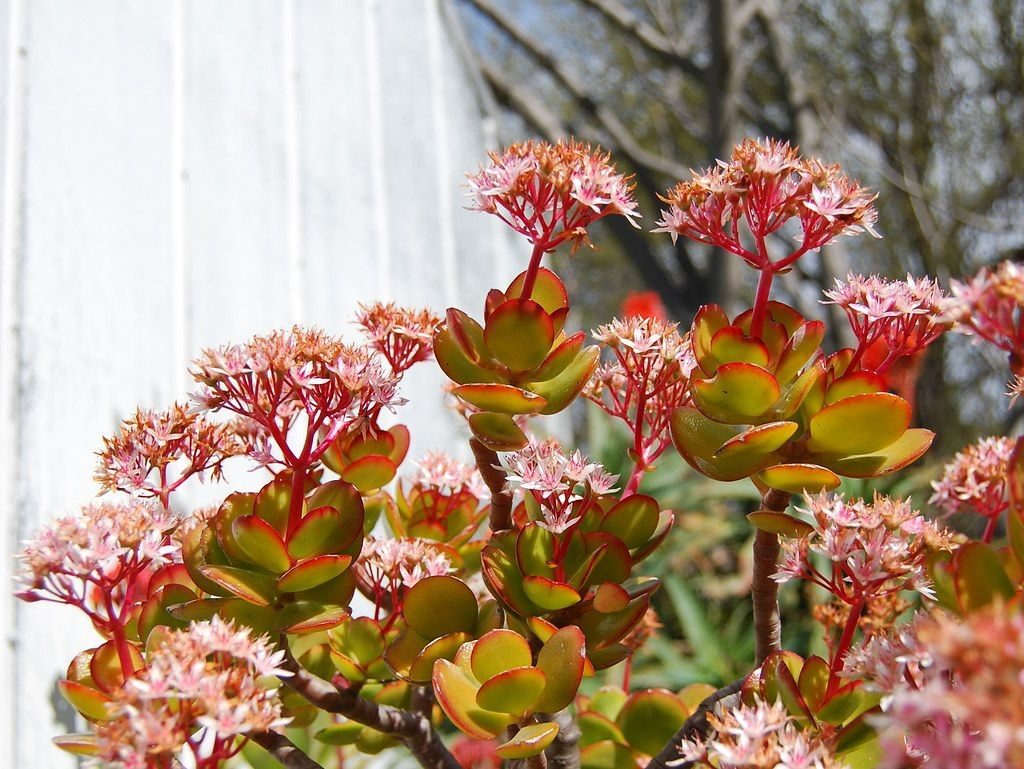 Crassula ovata 'Hummel's Sunset' showing winter interest color and blooms