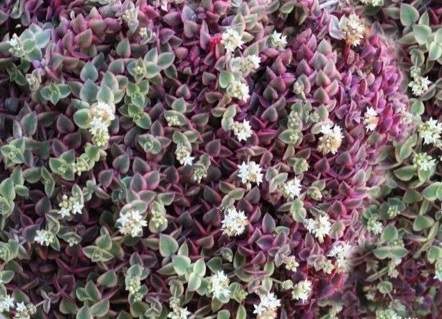 crassula pellucida variegata - Calico kitten trailing succulent