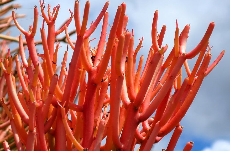 euphorbia tirucallis sticks on fire