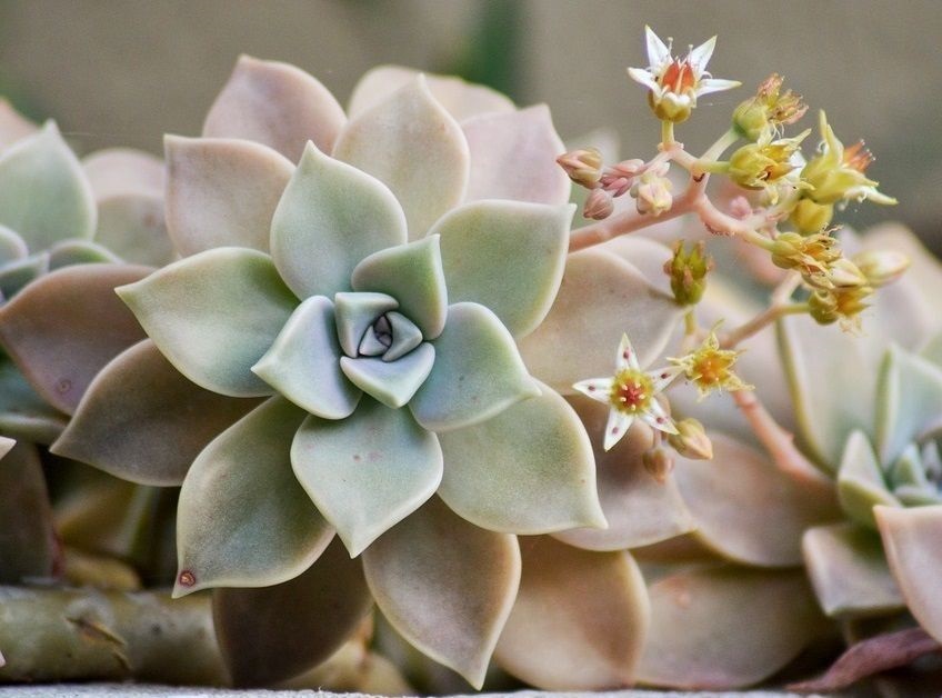 graptopetalum paraguayense - trailing ghost plant