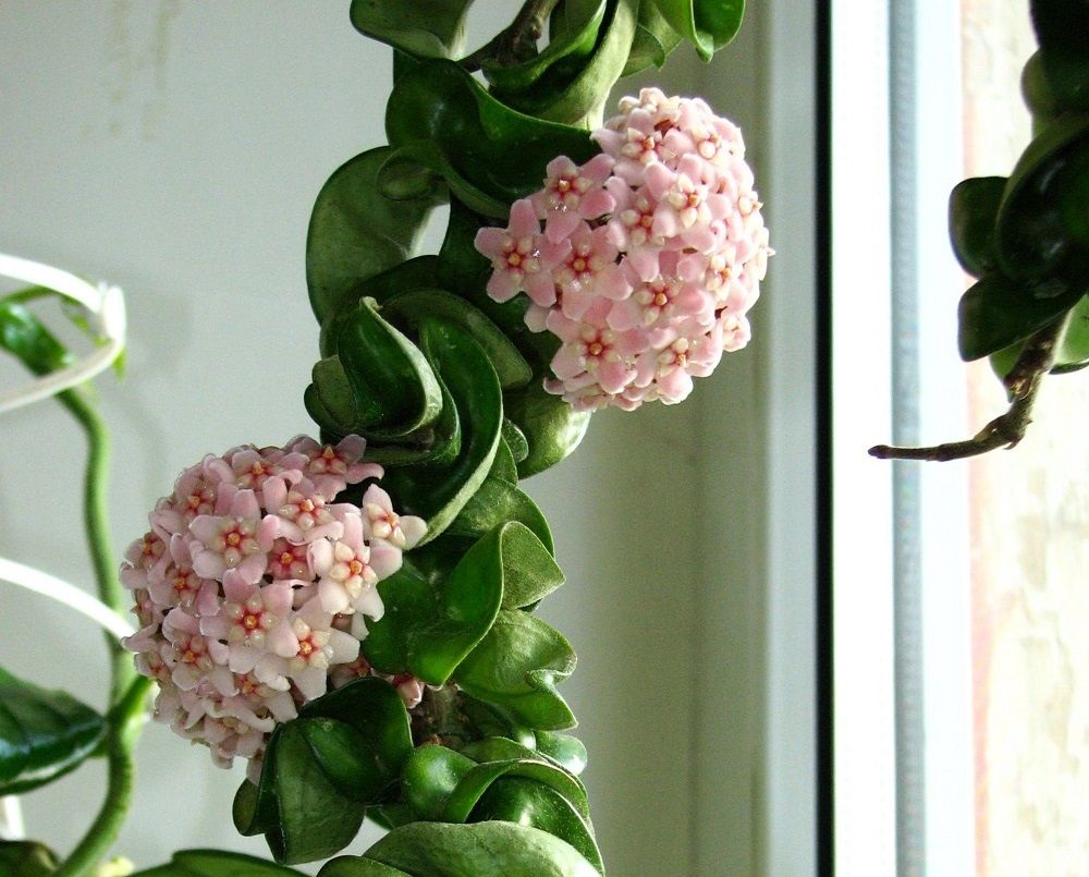 flowers and foliage of Hoya carnosa — Indian Rope Plant