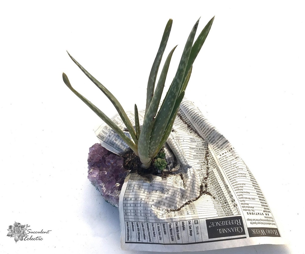 planting crystal succulent planter in amethyst geode