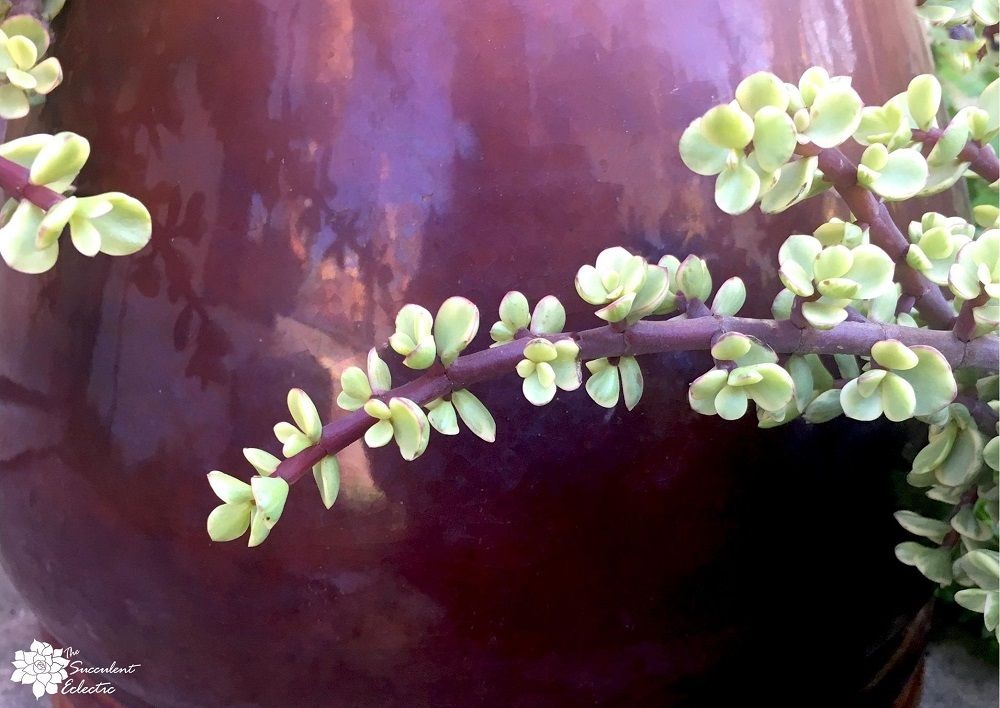 Portulacaria afra variegata — Trailing Rainbow Bush