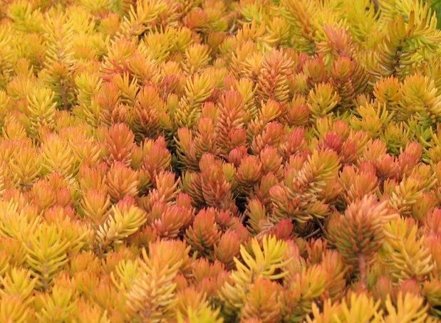 sedum angleina showing winter coloring outdoor succulent