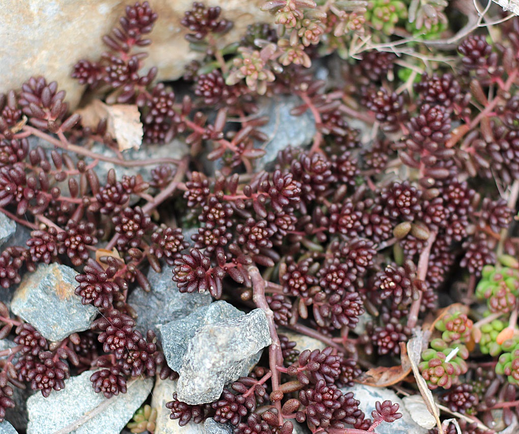 sedum album black pearl a winter interest succulent