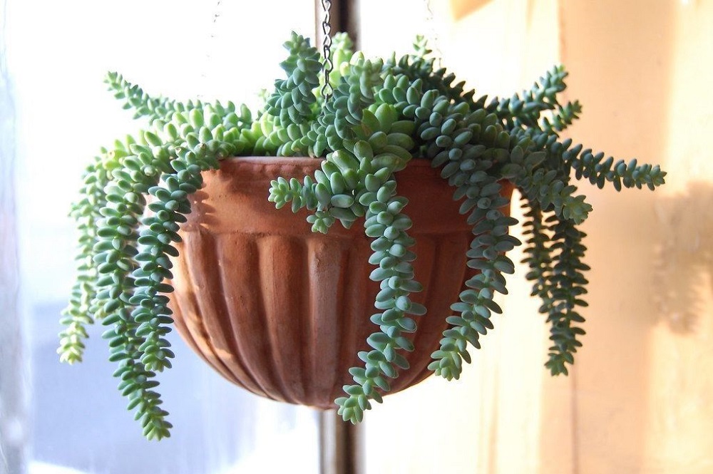 hanging succulent Sedum Moriganianum — Donkey’s Tail