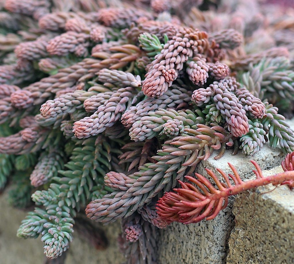 sedum reflexum blue spruce showing winter color