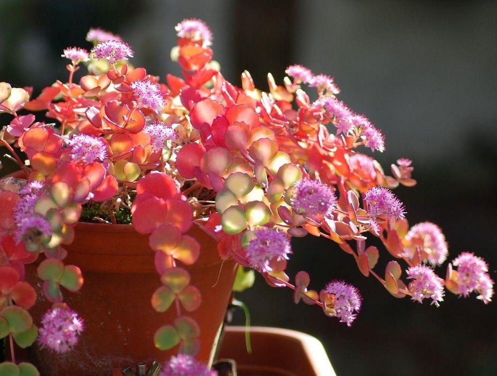 Colorful Foliage of Sedum sieboldii variegata