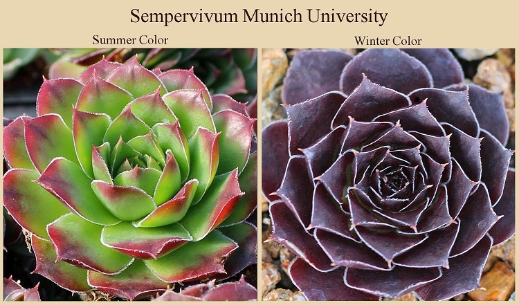 jovibarba Munic University shown summer and winter