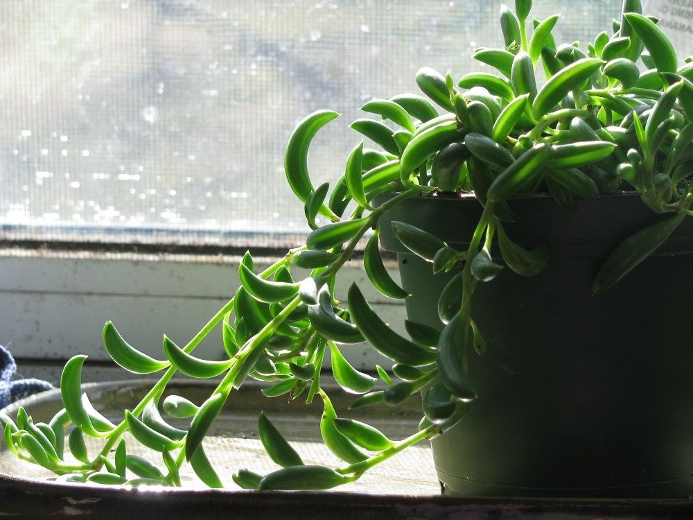 hanging succulent senecio radicans - string of bananas