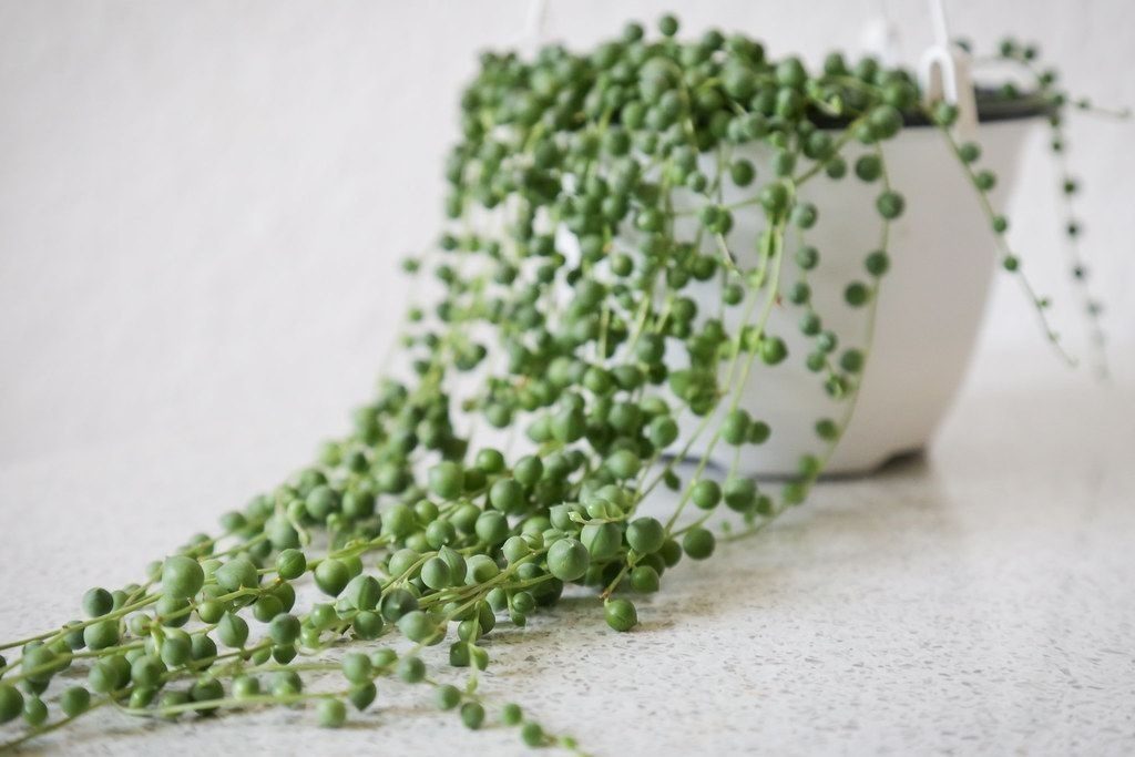 hanging succulent Senecio rowleyanus String of pearls