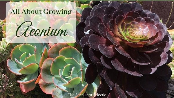 all about growing aeonium