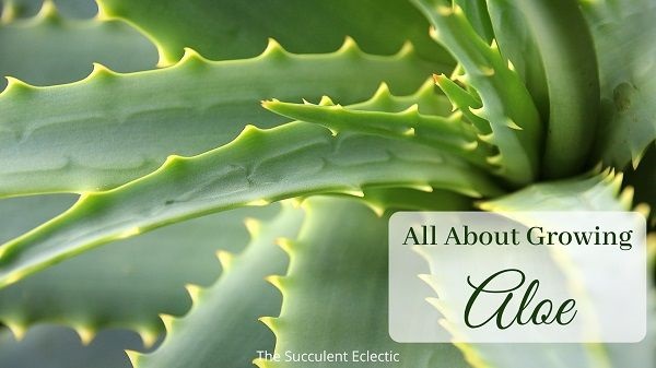 all about growing aloe