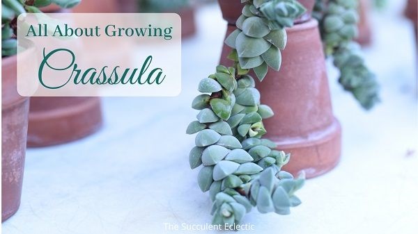 all about growing crassula