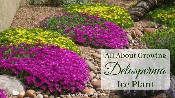 all about growing delosperma ice plant