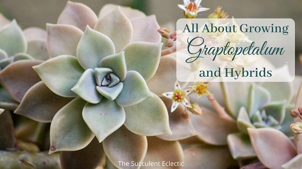 all about growing graptoveria and hybrids
