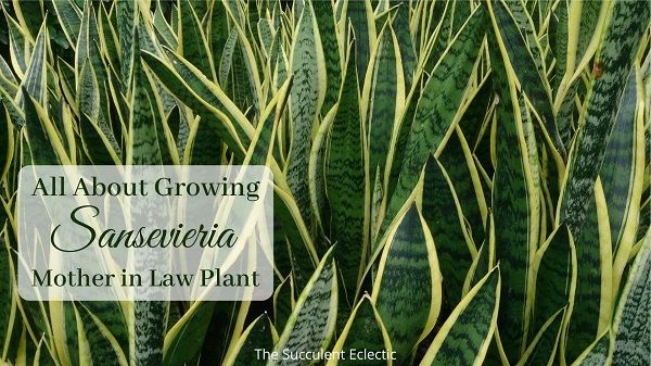 all about growing sansevieria mother in law plant