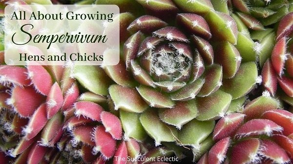 all about growing sempervivum hens and chicks