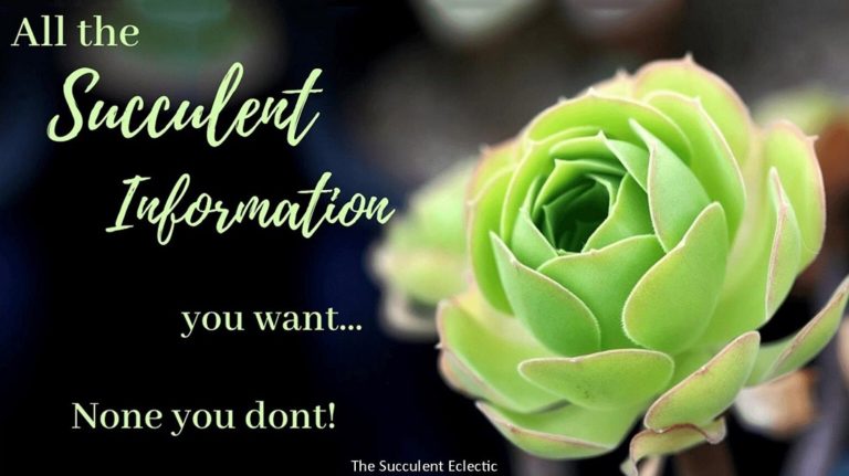 All the succulent information you want - none you don't