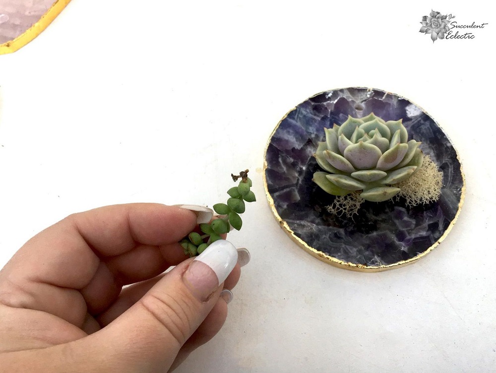 add small succulent to geode slice