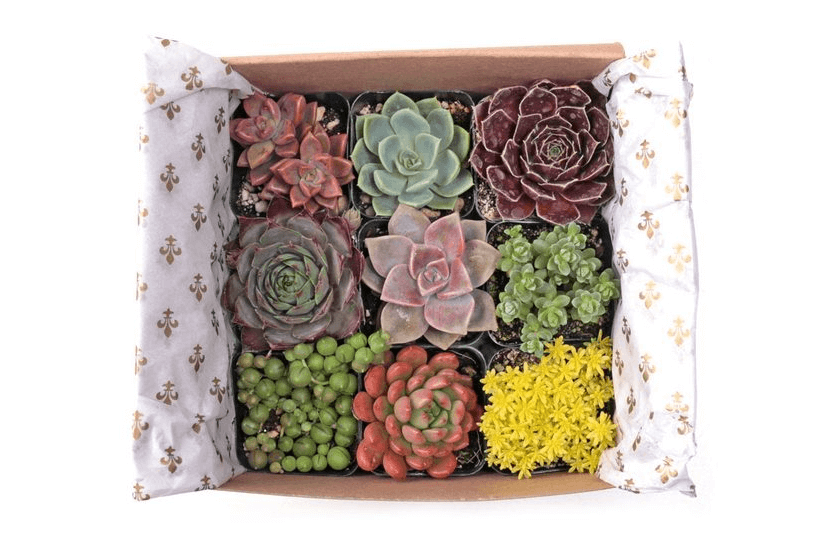 Gift box of succulents from Mountain Crest Gardens