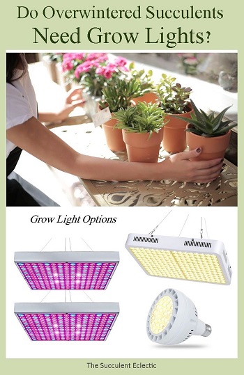 Do overwintered succulents need grow lights?